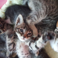 Tekir Kedi, Kedi  Yavru kedi fotoğrafı