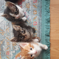 Tekir Kedi, Kedi  Yavru kedi fotoğrafı