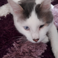 Tekir Kedi, Kedi  Biber fotoğrafı