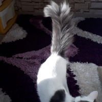 Tekir Kedi, Kedi  Biber fotoğrafı