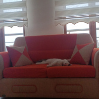 Tekir Kedi, Kedi  Biber fotoğrafı