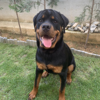 Rottweiler, Köpek  Ares fotoğrafı