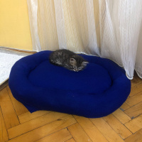 Tekir Kedi, Kedi  Tarhana fotoğrafı