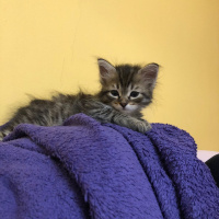 Tekir Kedi, Kedi  Tarhana fotoğrafı
