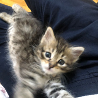 Tekir Kedi, Kedi  Tarhana fotoğrafı