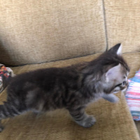 Tekir Kedi, Kedi  Tarhana fotoğrafı
