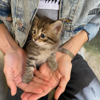 Tekir Kedi, Kedi  Tarhana fotoğrafı