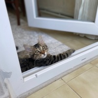Tekir Kedi, Kedi  Tarhana fotoğrafı