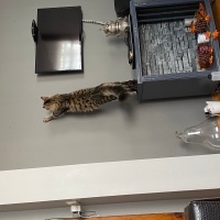 Tekir Kedi, Kedi  Tarhana fotoğrafı