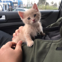 Tekir Kedi, Kedi  Badem fotoğrafı