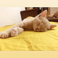 Tekir Kedi, Kedi  Badem fotoğrafı