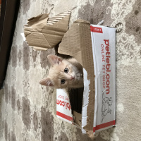 Tekir Kedi, Kedi  Badem fotoğrafı