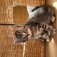 Tekir Kedi, Kedi  fıtıknaz fotoğrafı