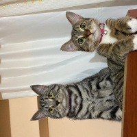 Tekir Kedi, Kedi  fıtıknaz fotoğrafı