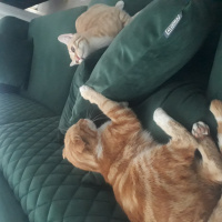 Sarman, Kedi  Muhterem fotoğrafı