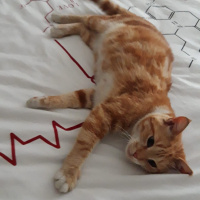 Sarman, Kedi  Muhterem fotoğrafı