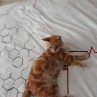 Sarman, Kedi  Muhterem fotoğrafı