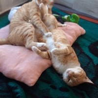 Sarman, Kedi  Muhterem fotoğrafı