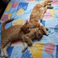 Sarman, Kedi  Muhterem fotoğrafı