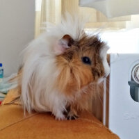 Guinea Pig, Kemirgen  Nacho fotoğrafı