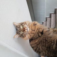 Norwegian Forest, Kedi  otto fotoğrafı