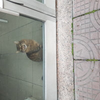 Norwegian Forest, Kedi  otto fotoğrafı