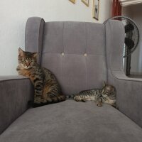 Tekir Kedi, Kedi  Çakır fotoğrafı