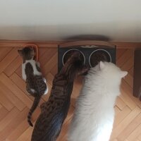 Tekir Kedi, Kedi  Çakır fotoğrafı