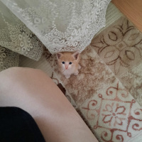 Tekir Kedi, Kedi  Tarçın fotoğrafı