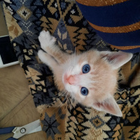 Tekir Kedi, Kedi  Tarçın fotoğrafı