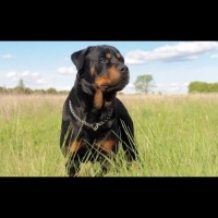 Rottweiler, Köpek  Bold fotoğrafı