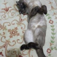 Scottish Fold, Kedi  paşa fotoğrafı