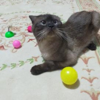 Scottish Fold, Kedi  paşa fotoğrafı