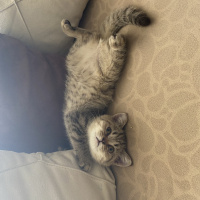 British Shorthair, Kedi  Lori fotoğrafı