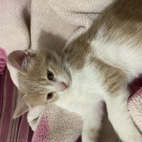 Tekir Kedi, Kedi  Ceo fotoğrafı
