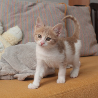 Tekir Kedi, Kedi  Ceo fotoğrafı