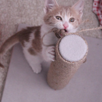 Tekir Kedi, Kedi  Ceo fotoğrafı