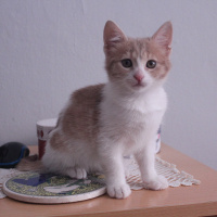 Tekir Kedi, Kedi  Ceo fotoğrafı
