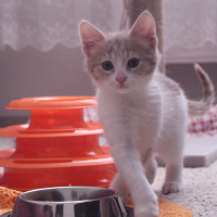Tekir Kedi, Kedi  Ceo fotoğrafı