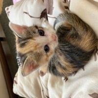 Tekir Kedi, Kedi  Ceo fotoğrafı