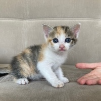 Tekir Kedi, Kedi  Ceo fotoğrafı