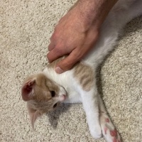 Tekir Kedi, Kedi  Ceo fotoğrafı