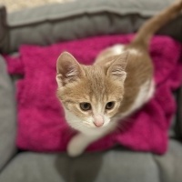Tekir Kedi, Kedi  Ceo fotoğrafı