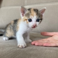 Tekir Kedi, Kedi  Ceo fotoğrafı