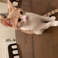 Tekir Kedi, Kedi  Ceo fotoğrafı