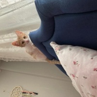 Tekir Kedi, Kedi  Ceo fotoğrafı