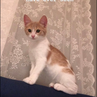 Tekir Kedi, Kedi  Ceo fotoğrafı