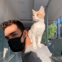 Tekir Kedi, Kedi  Ceo fotoğrafı