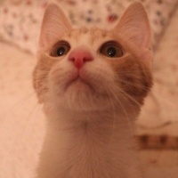 Tekir Kedi, Kedi  Ceo fotoğrafı