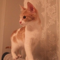 Tekir Kedi, Kedi  Ceo fotoğrafı